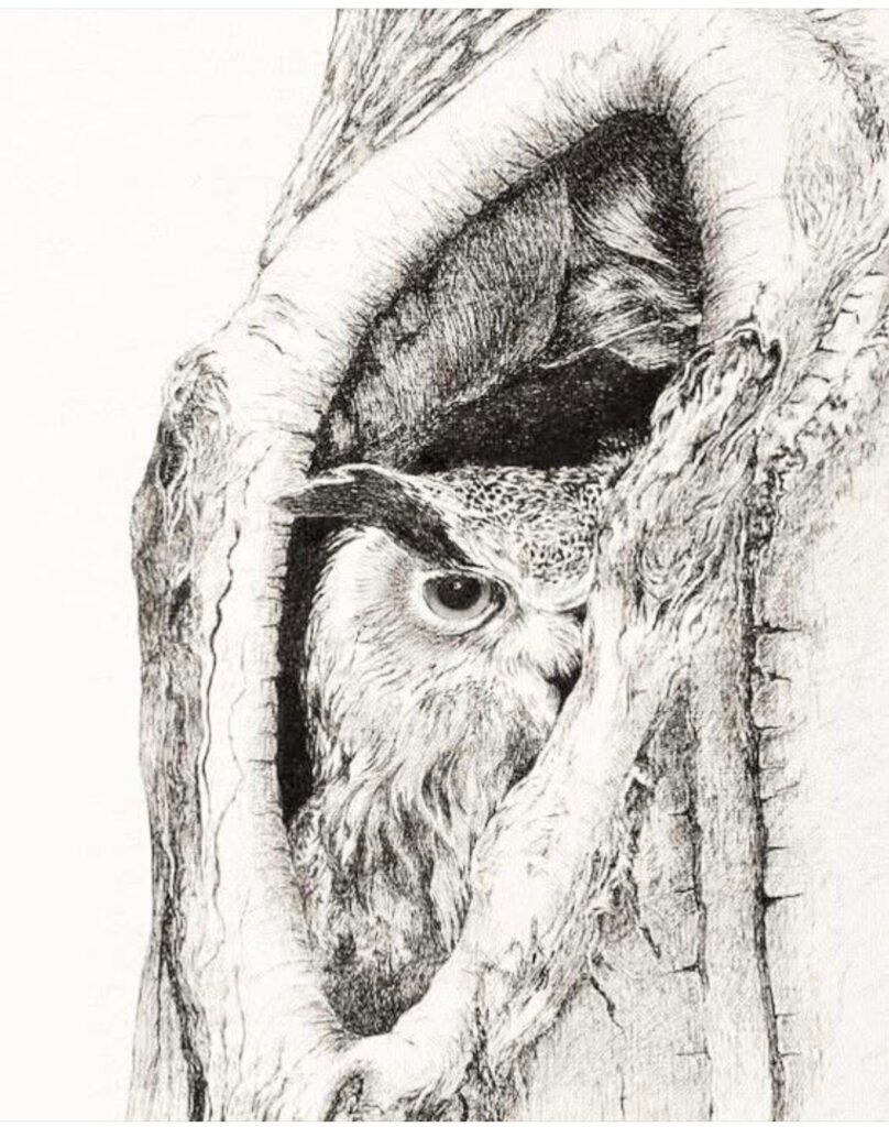 its a owl pencil drawing